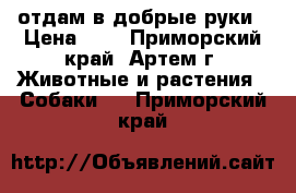 отдам в добрые руки › Цена ­ 1 - Приморский край, Артем г. Животные и растения » Собаки   . Приморский край